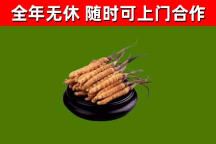 伊春回收冬虫夏草